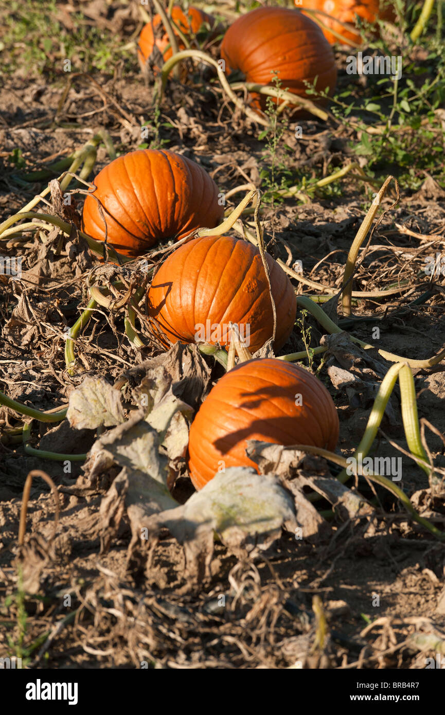 pumpkins in a field Stock Photo - Alamy