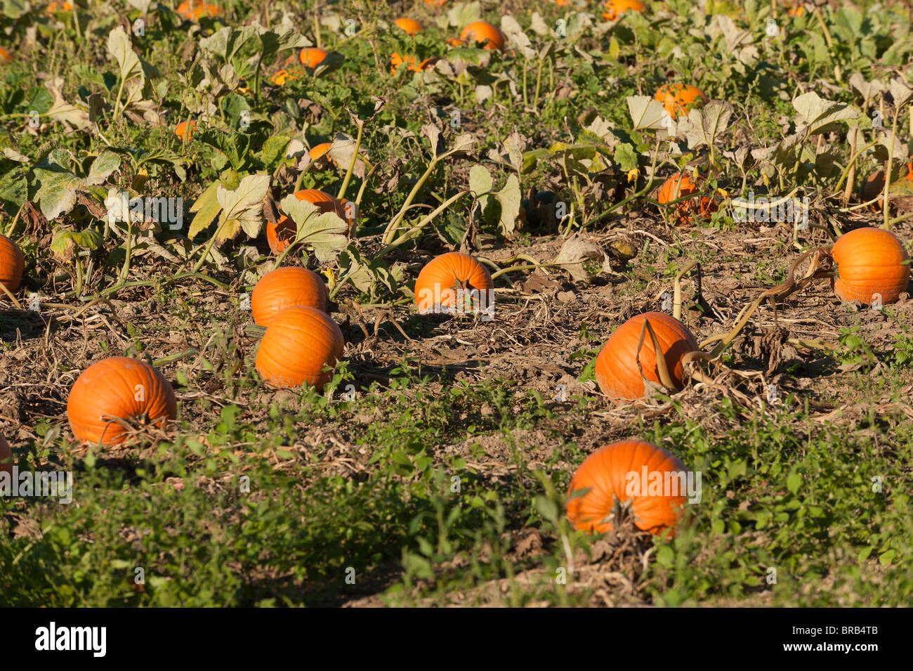 pumpkins in a field Stock Photo - Alamy