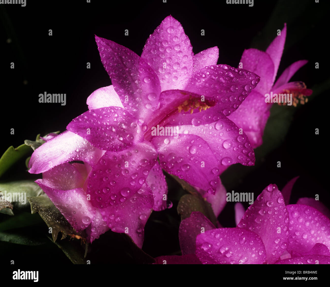 Flowering Christmas cactus (Schlumbergera truncata) with water drops and backlit Stock Photo