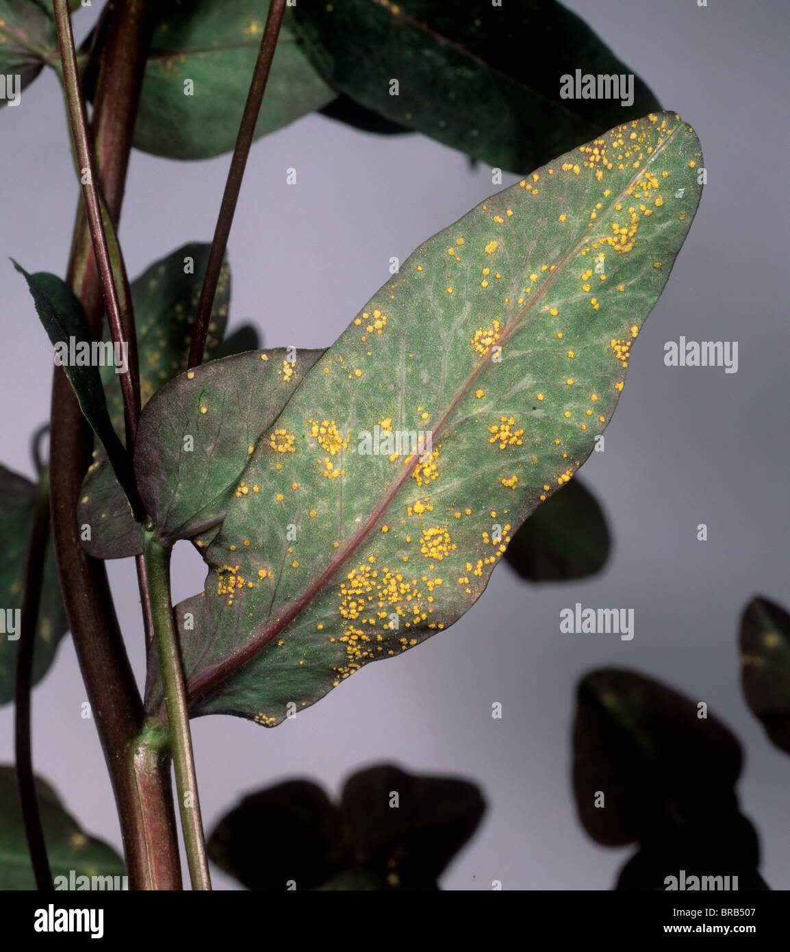 Euphorbia rust (Melampsora euphorbiae) pustules on ornamental Euphorbia dulcis leaves Stock Photo