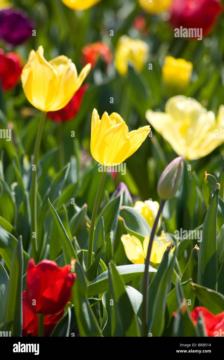 Colourful tulips, Corbett Gardens, Bowral, Australia Stock Photo