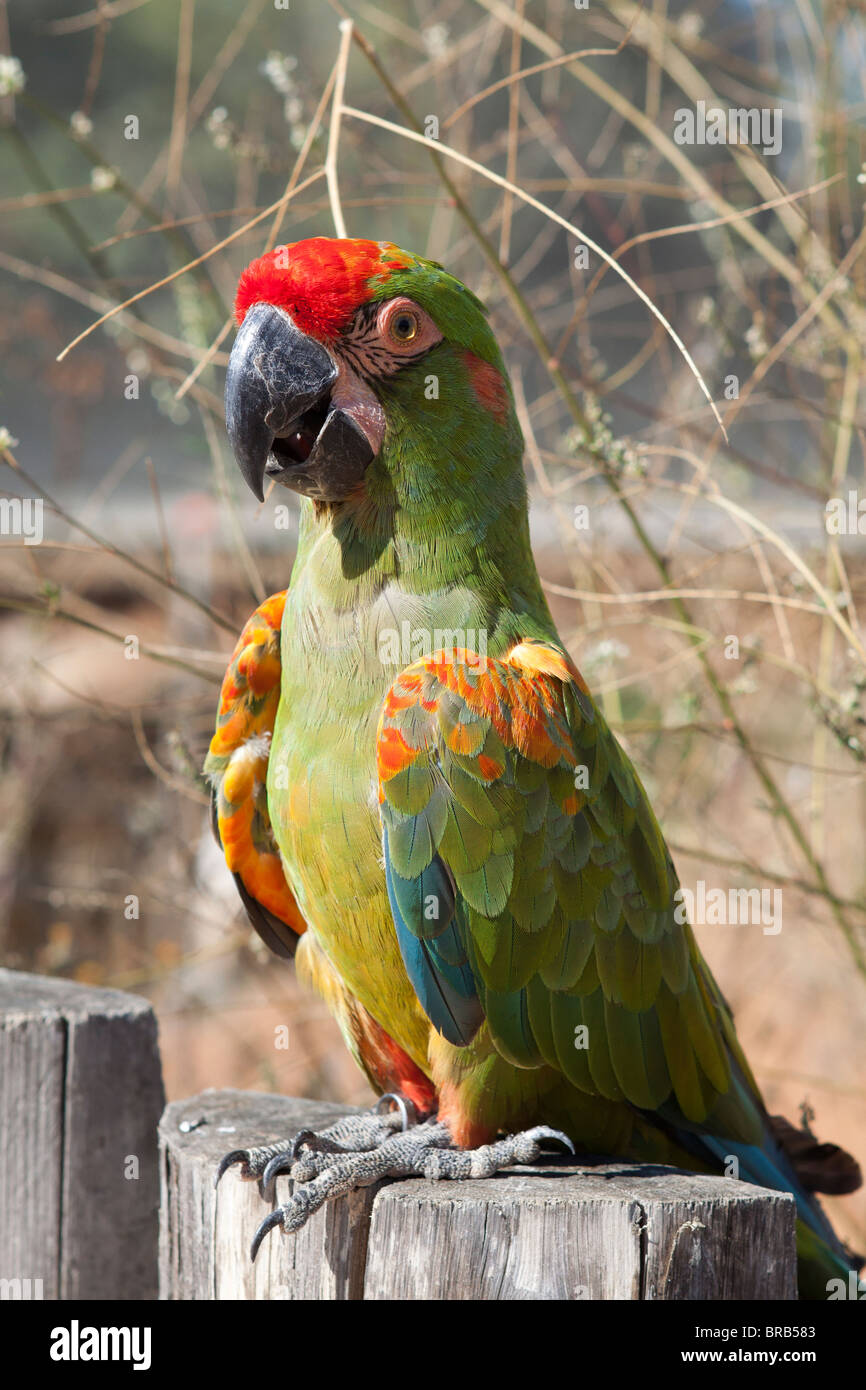 Military macaw Stock Photo