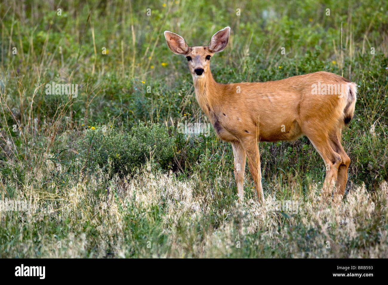 Mule Deer - Cheyenne Mountain State Park - Colorado Springs, Colorado USA Stock Photo