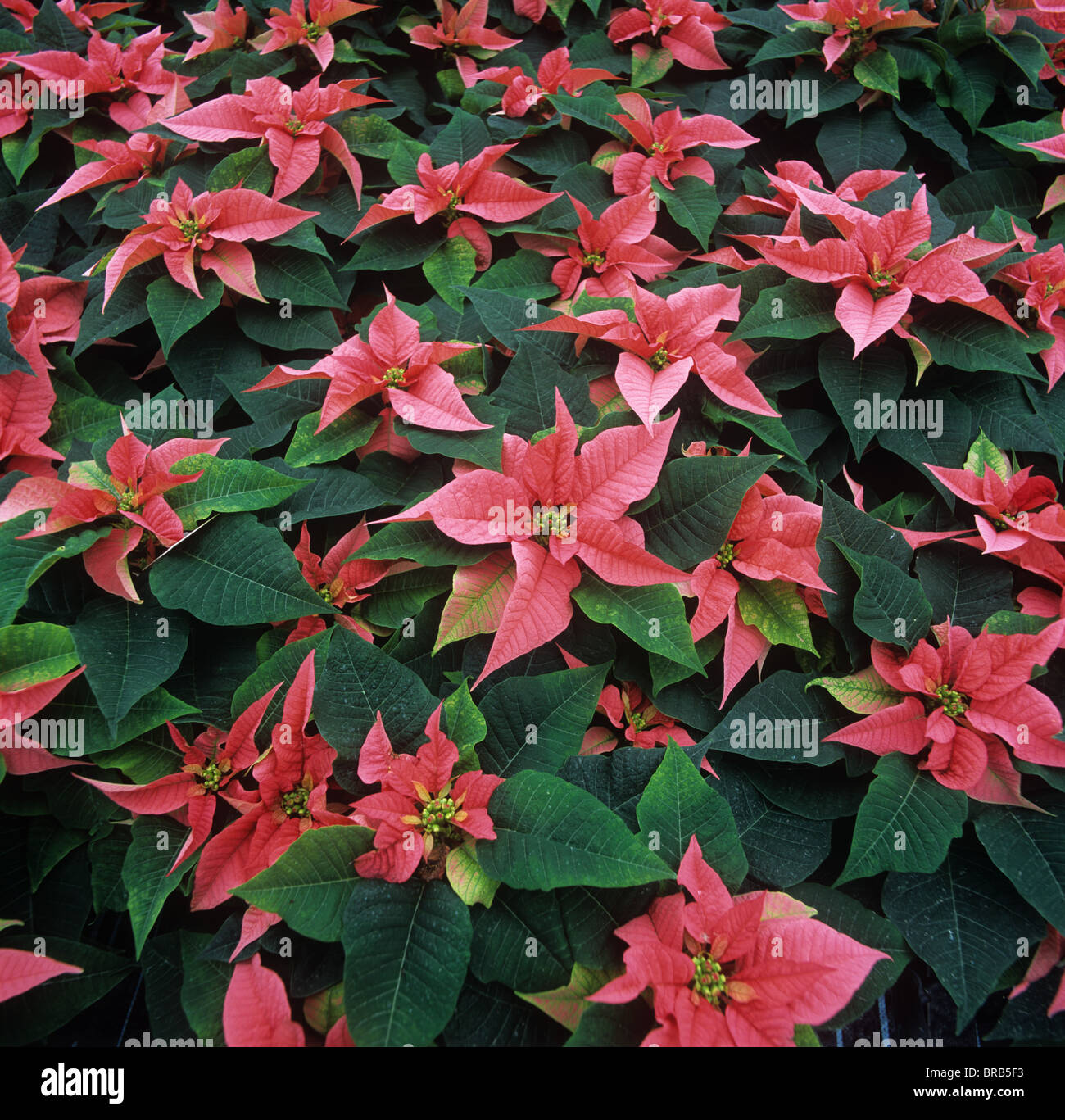 Poinsettia 'Marren' mature plant with pink bracts for Christmas market Stock Photo