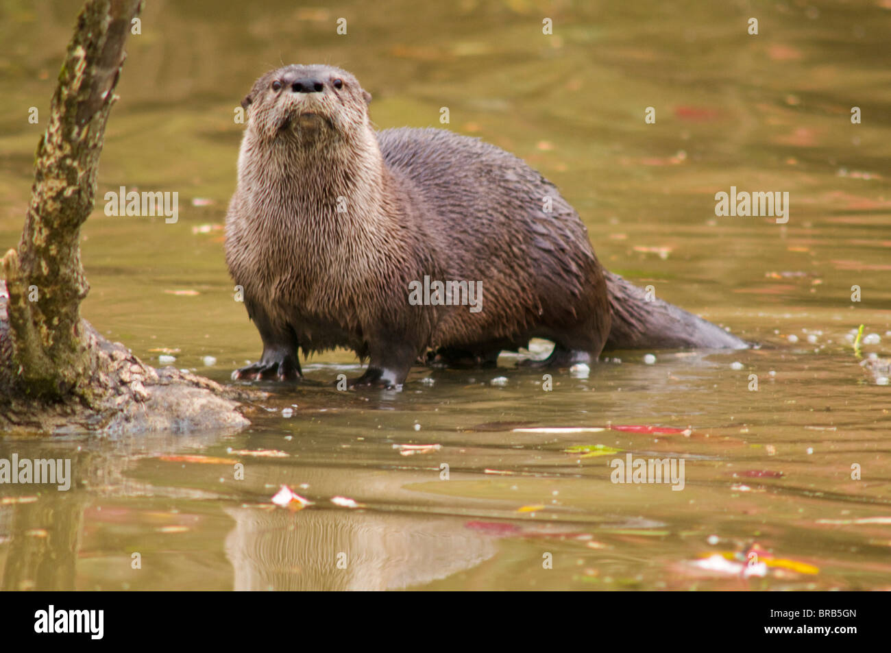 River Otter At Oaks Bottom Wildlife Refuge; Portland, Oregon, United States Of America Stock Photo