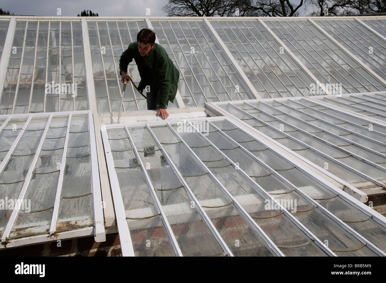 Gardener watering plants growing in cold frames Stock Photo Alamy