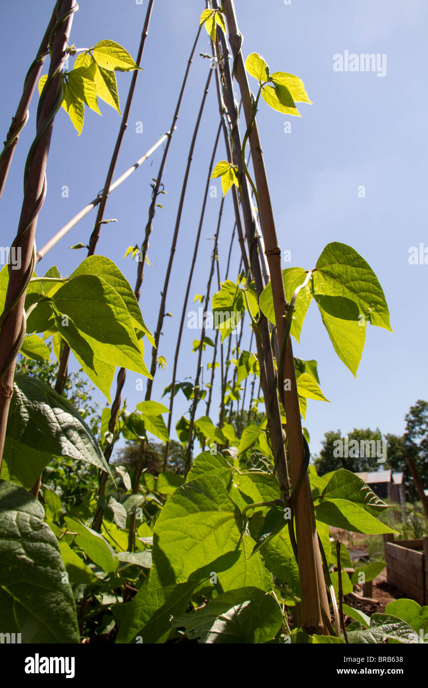 Runnerbeans hires stock photography and images Alamy