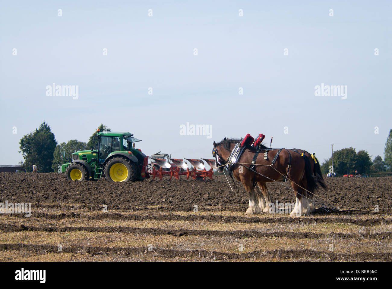 Shire horse and tractor Stock Photo Alamy