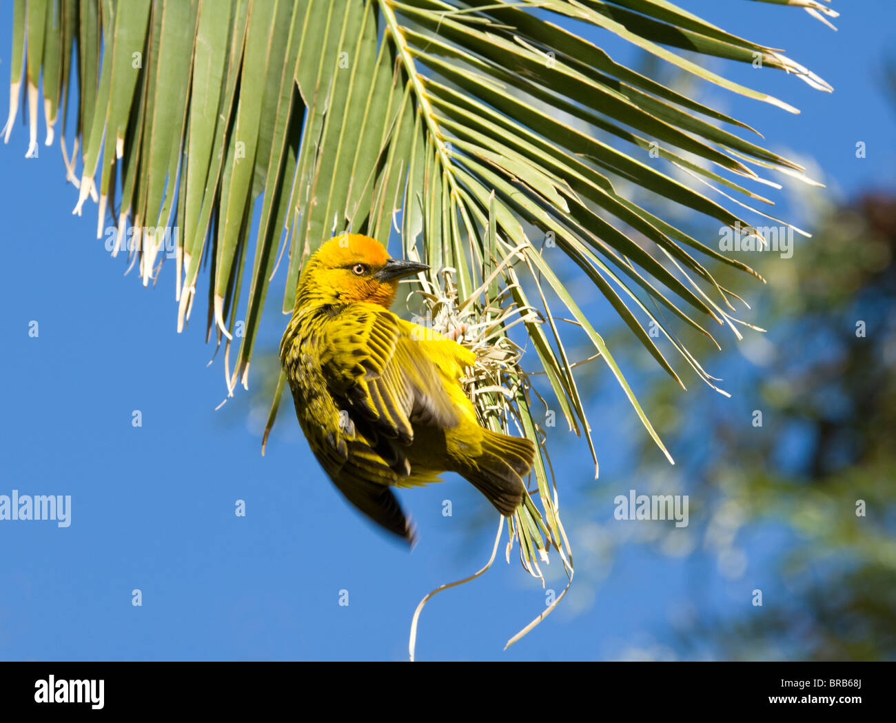Cape Weaver Ploceus capensis Namaqualand Northern Cape South Africa Stock Photo