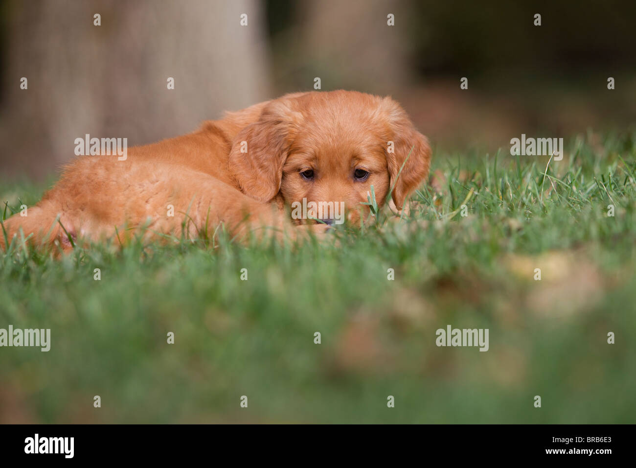A 7 week old golden retriever puppy resting in the grass Stock Photo