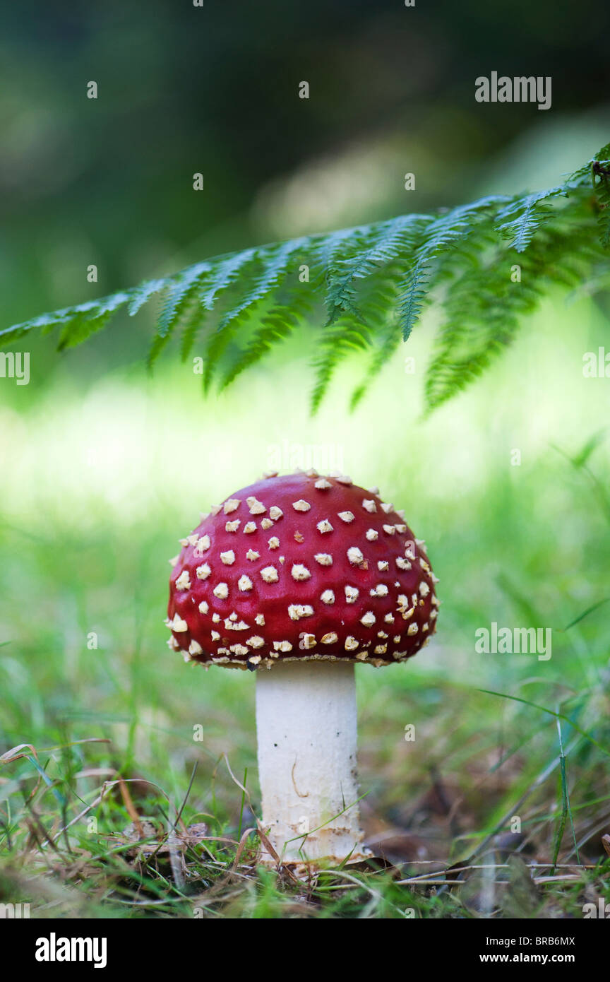 Amanita muscaria, Fly agaric mushroom growing in an english woodland. Stock Photo