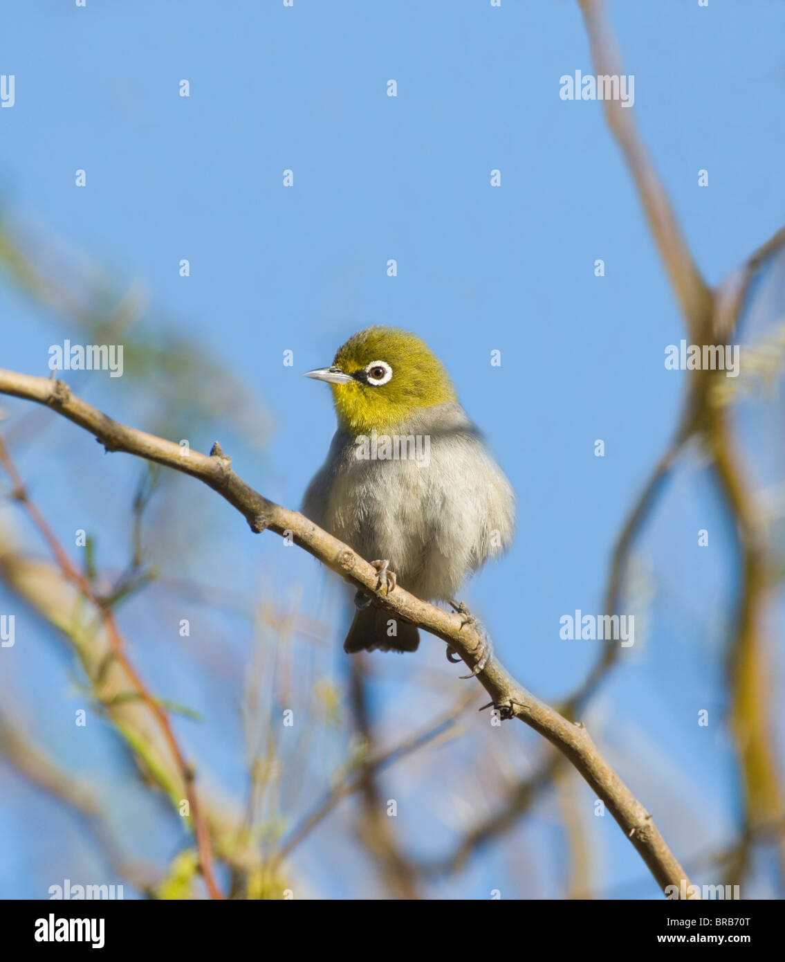 Cape White-Eye Zosterops virens Stock Photo