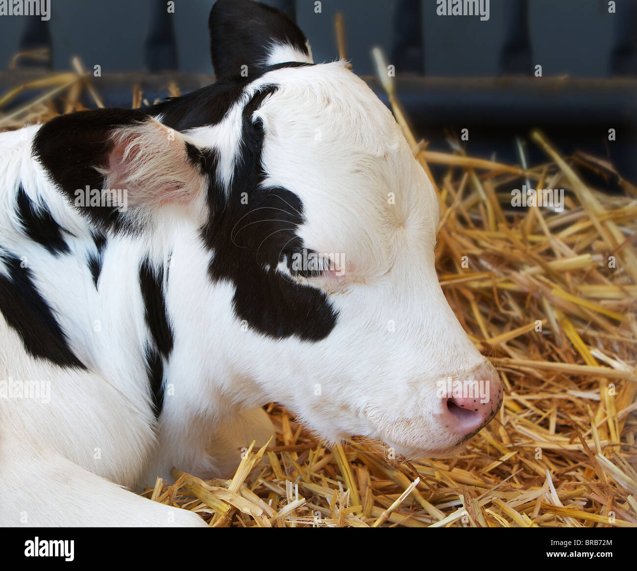 Black and white spotted young cow calf in hay Stock Photo