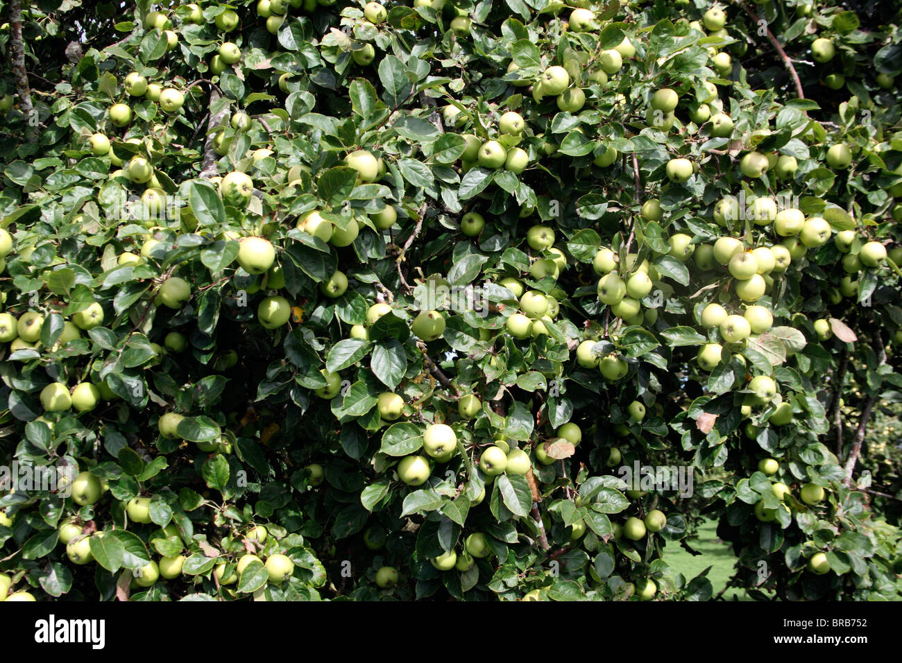 Apple trees covered in apples growing in an orchard, Gloucestershire, September 2010 Stock Photo