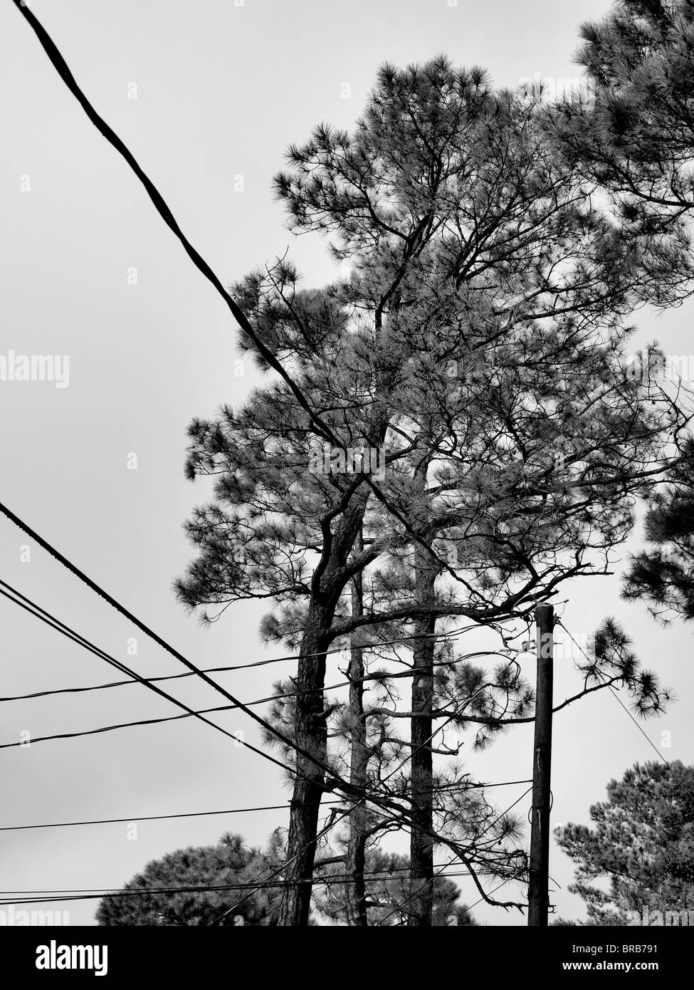 pine trees with power lines in black and white landscape nature graphic Stock Photo