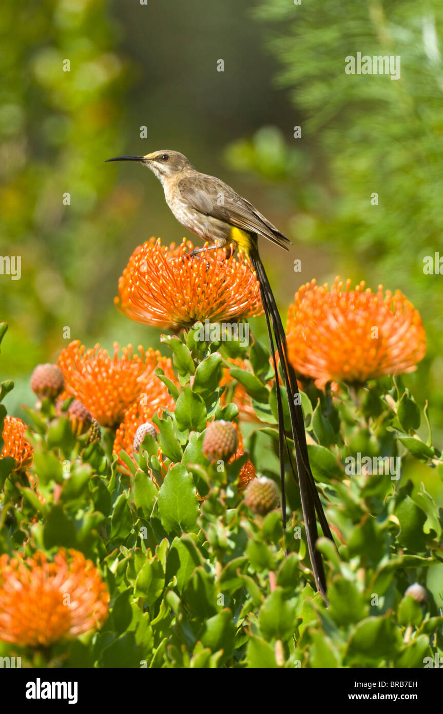 Male Cape Sugarbird (Promerops cafer), Cape Town, Kirstenbosch