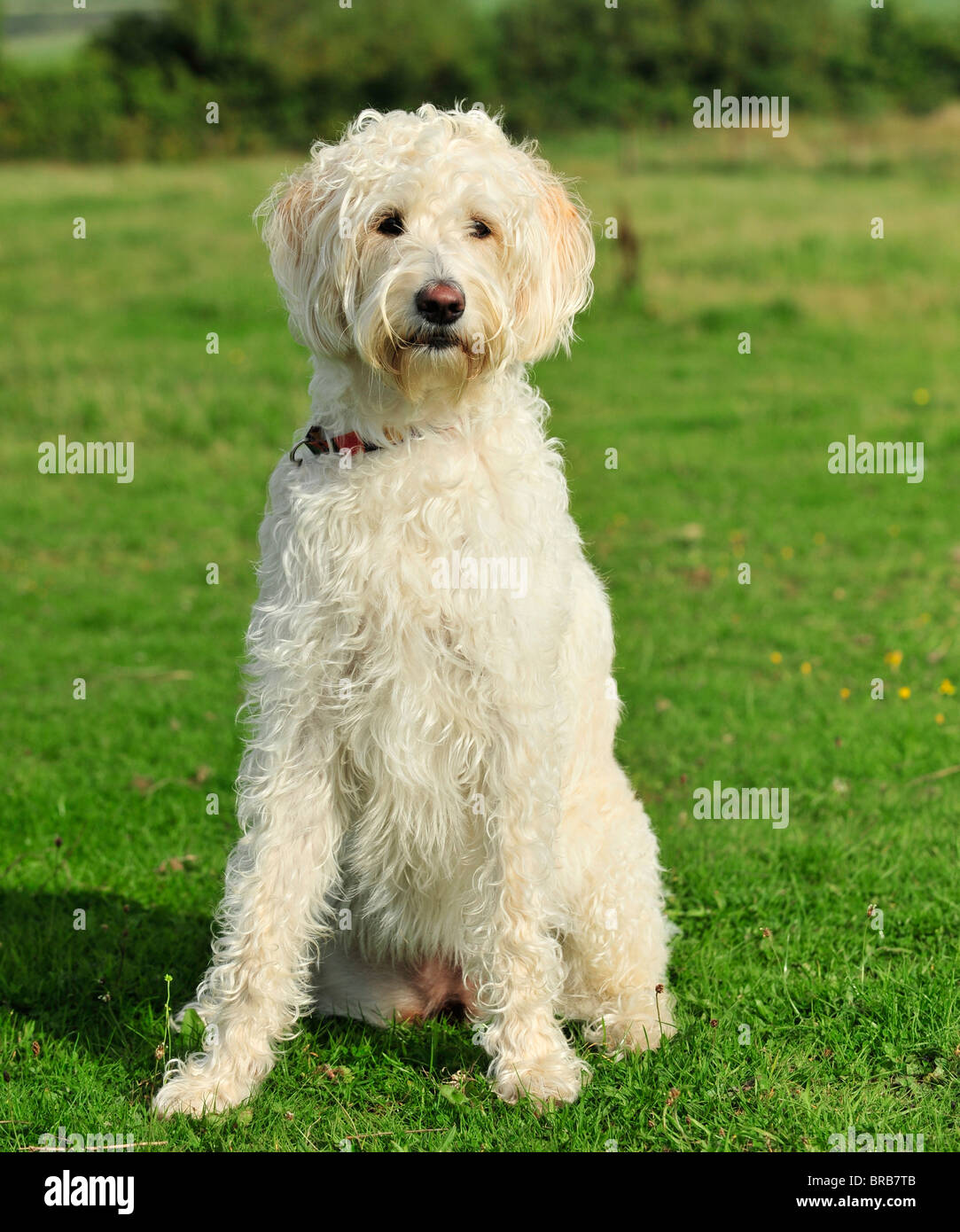 labradoodle dog Stock Photo