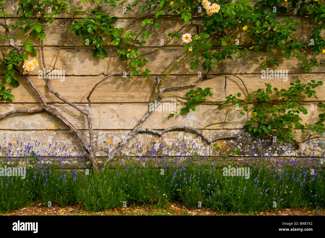 Lavender flowers and Roses against Cotswold stone wall, Gloucestershire, UK Stock Photo