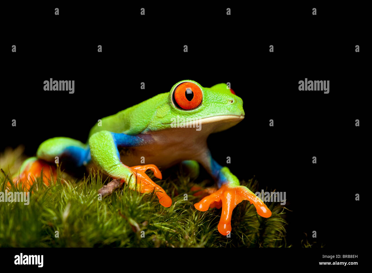 red-eyed tree frog closeup on black, sitting on natural moss ready to jump. Agalychnis callidryas. Stock Photo