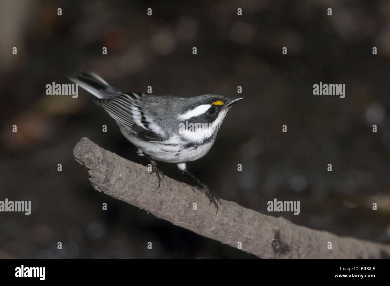 Adult Male Black-throated Gray Warbler Perched on a Branch Stock Photo