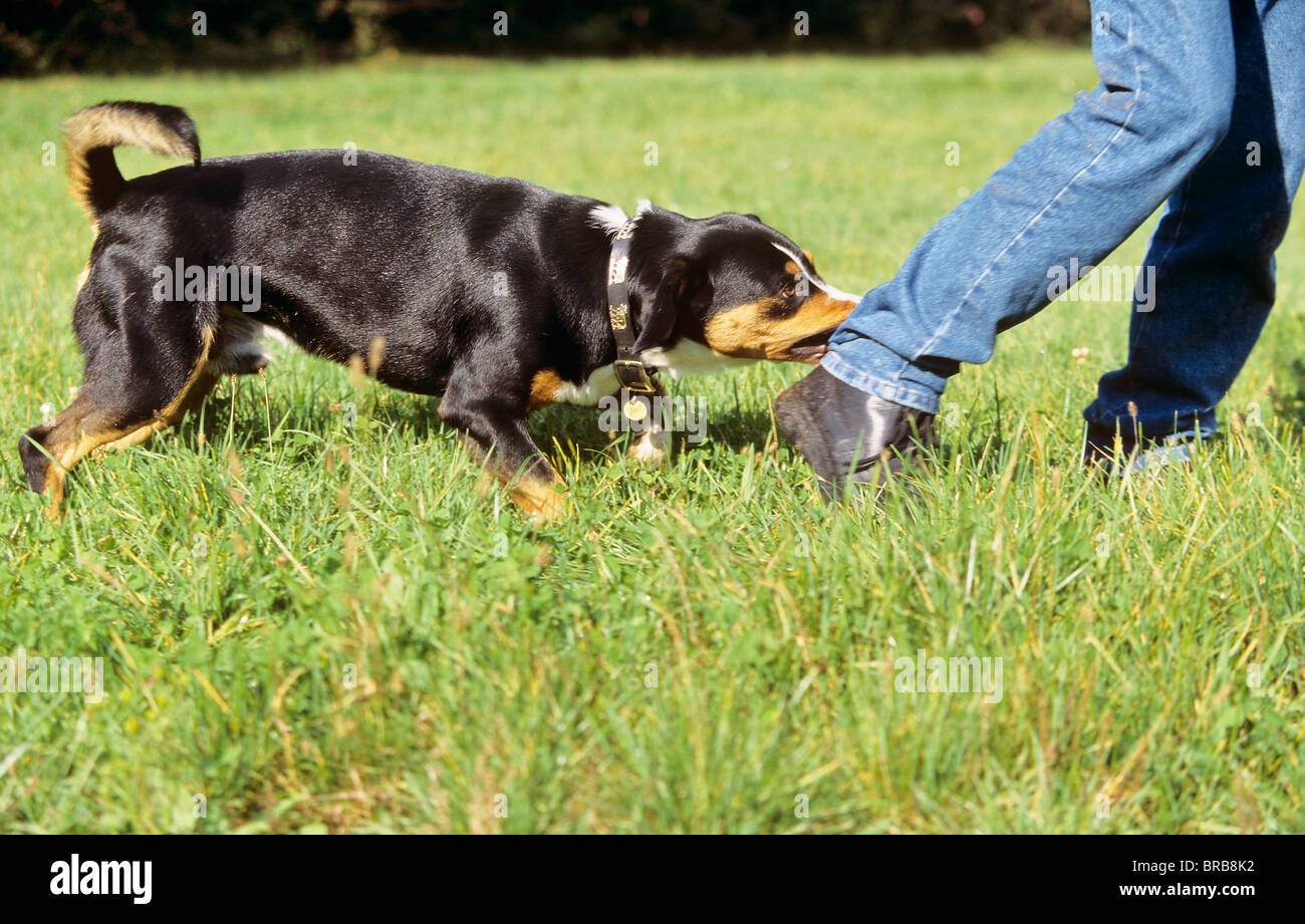bad habit: Entlebucher Sennenhund dog - biting in a trouser leg ...