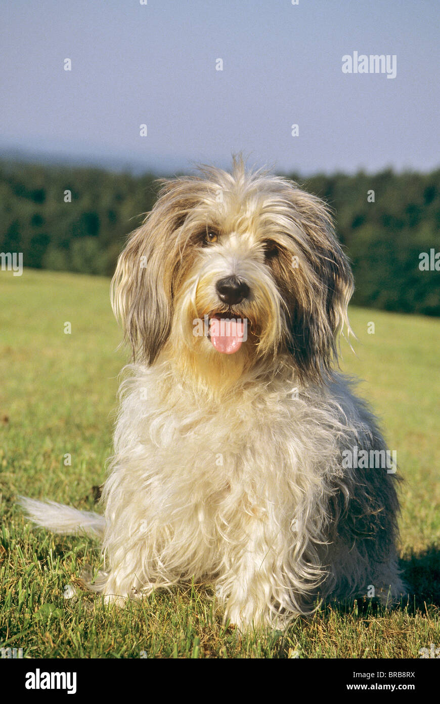 Petit Basset Griffon Vendéen dog - sitting on a meadow Stock Photo