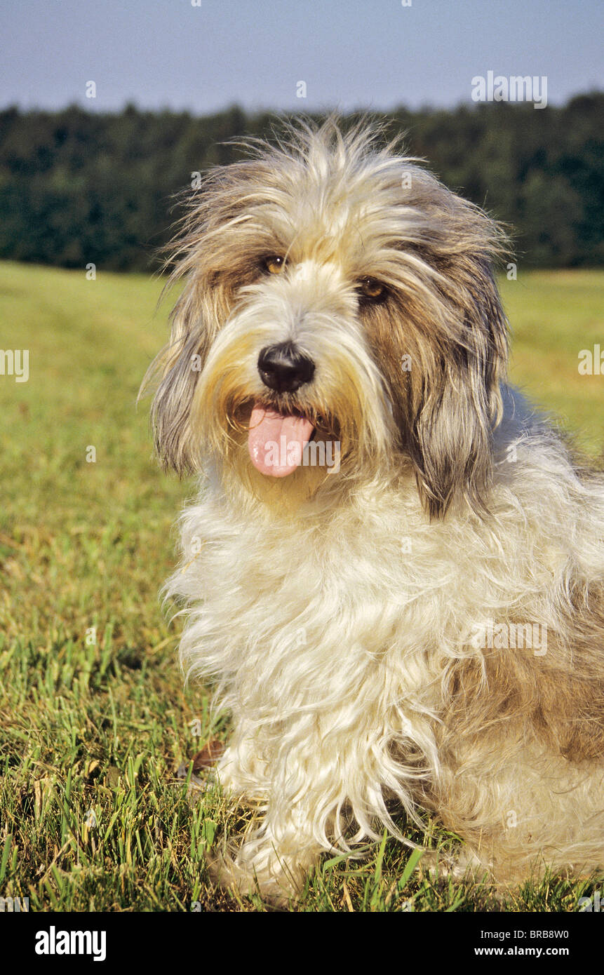 Petit Basset Griffon Vendéen. Adult dog sitting on a meadow Stock Photo