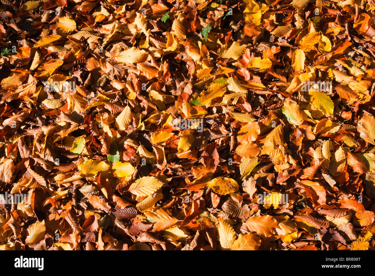 Autumn leaves on the ground Stock Photo - Alamy