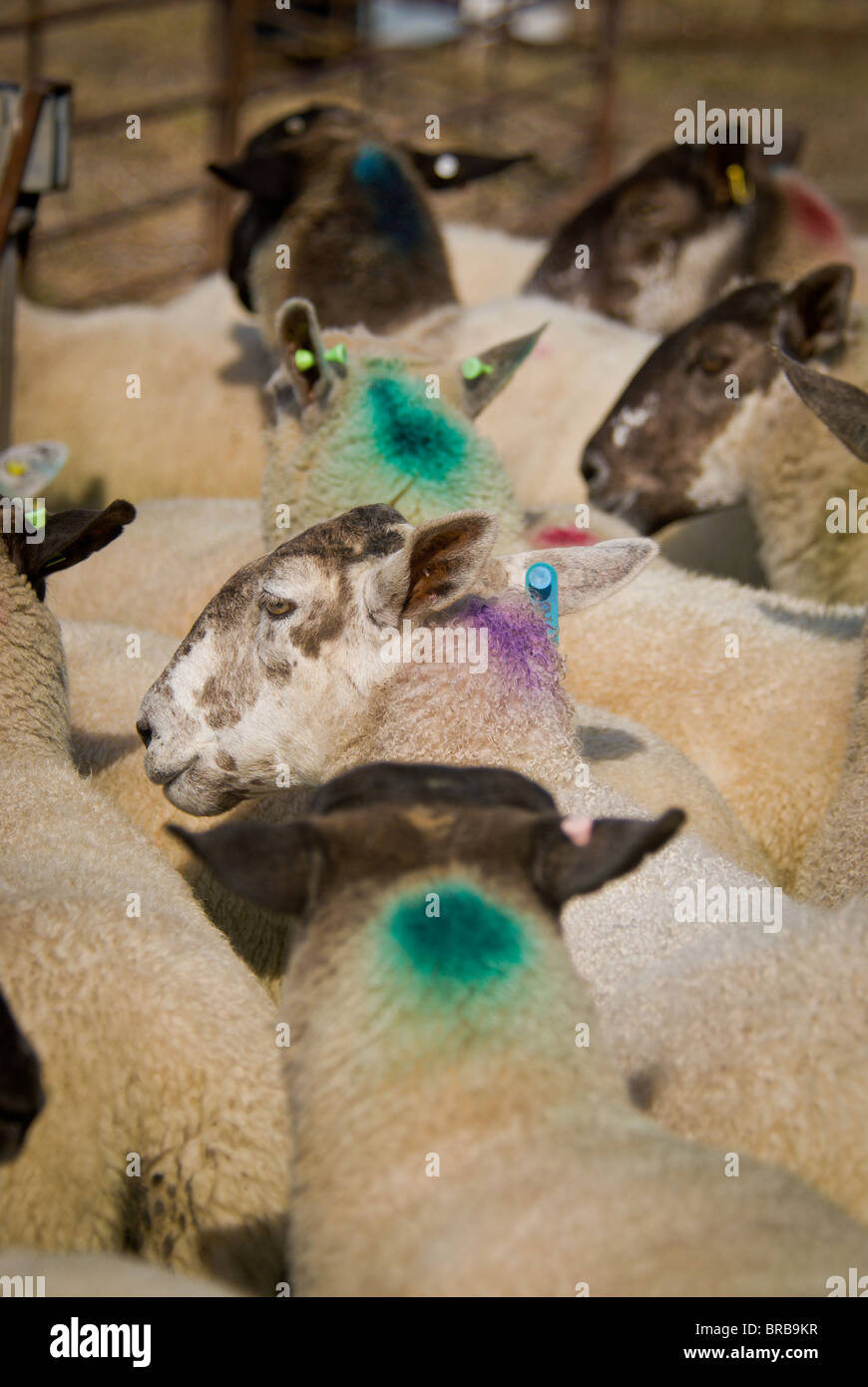 Sheep in pen Stock Photo