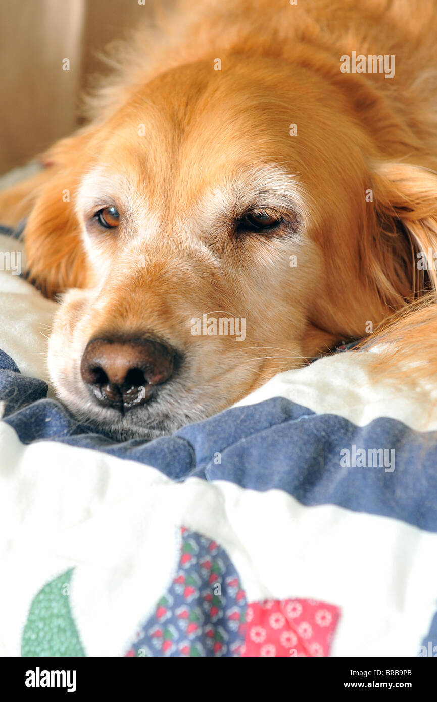 A Sad Dog Laying Down Stock Photo Alamy