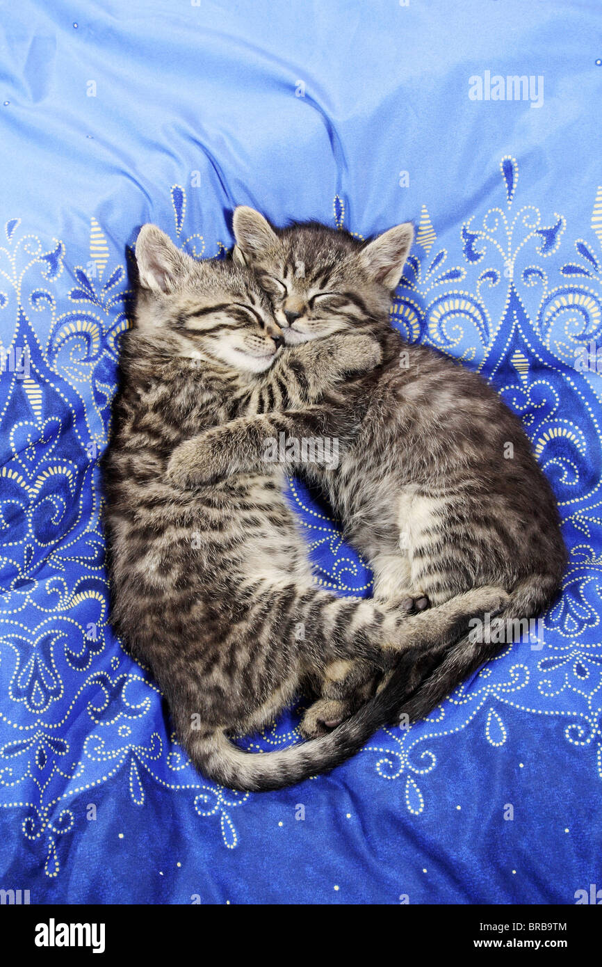 Domestic cat. Two tabby kittens sleeping in a bed Stock Photo Alamy