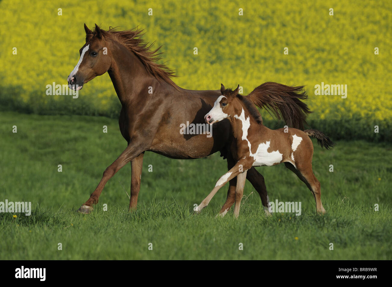 Chimeric Paint Horse