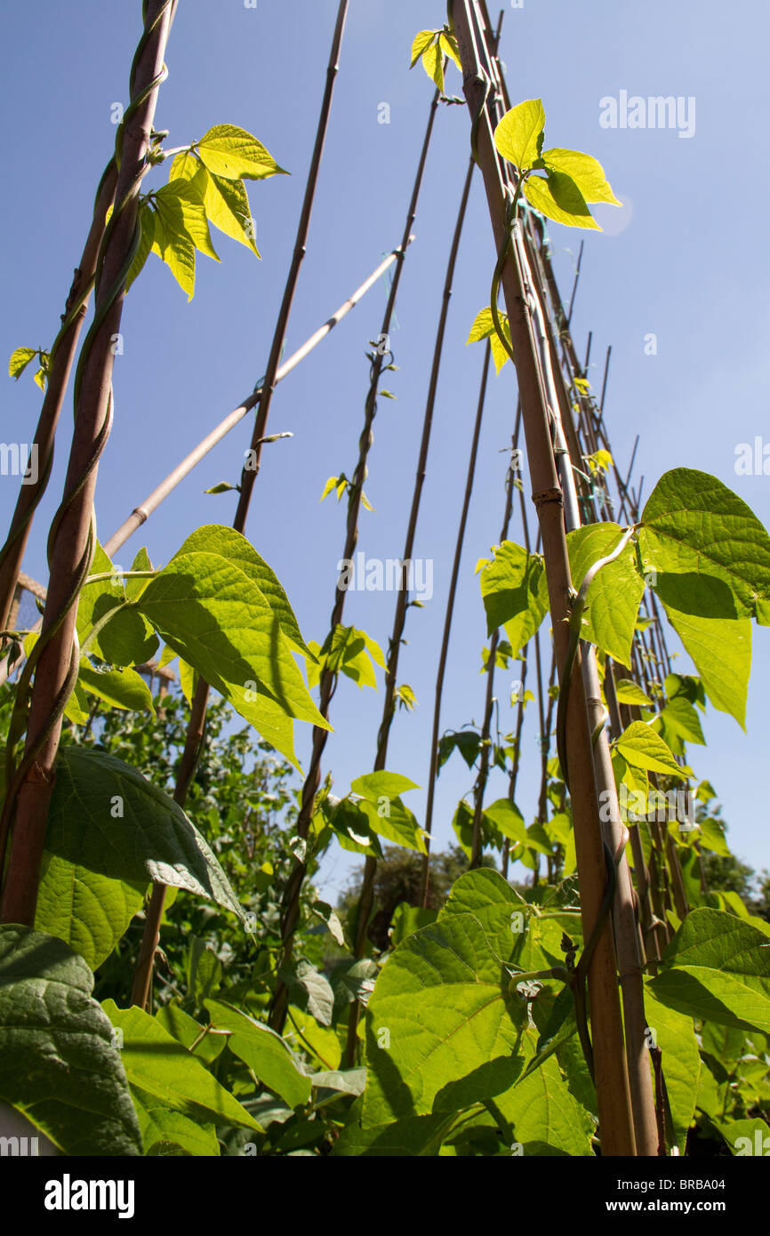 runner-beans-growing-up-canes-stock-photo-alamy