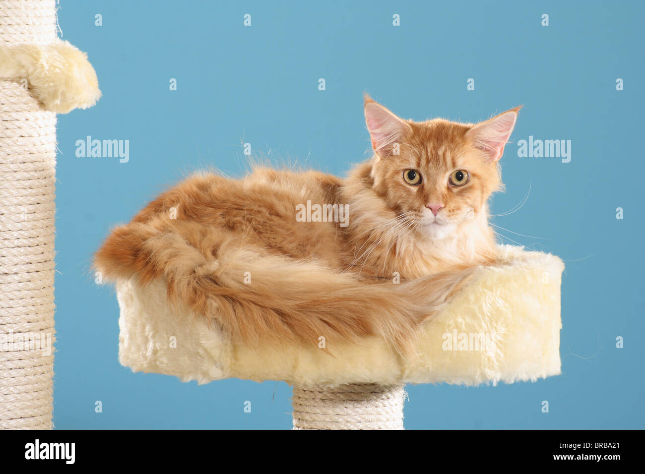 Maine Coon cat lying on a scratching post Stock Photo Alamy