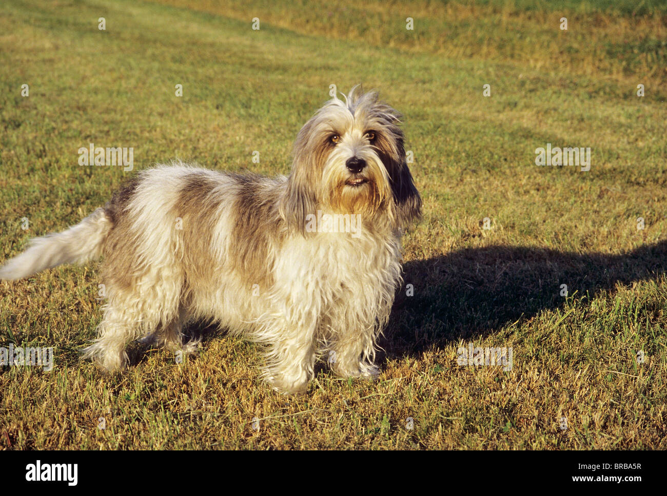 Petit Basset Griffon Vendéen dog - standing on a meadow Stock Photo