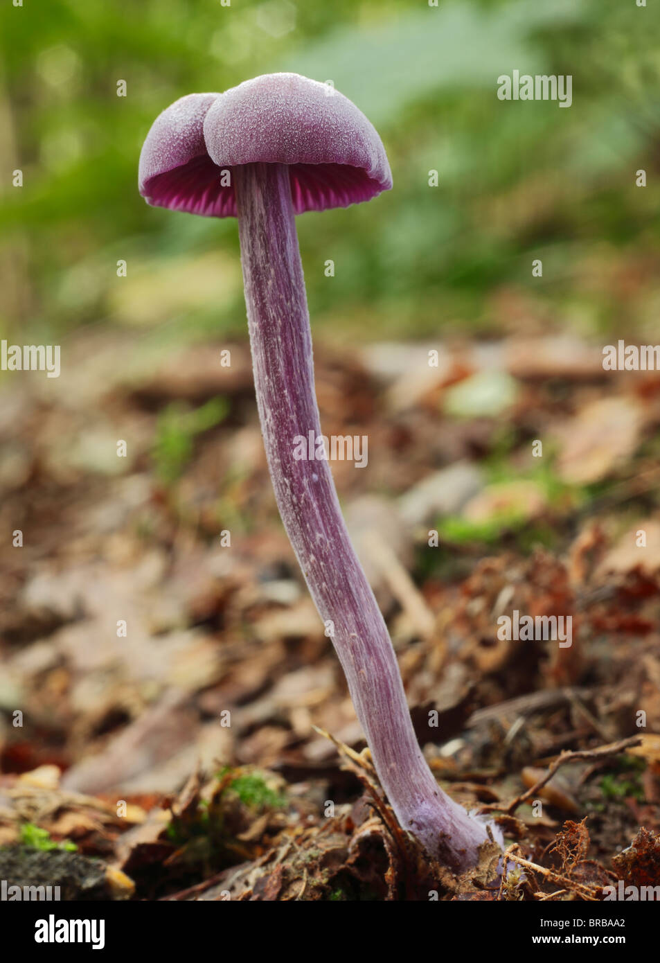 Amethyst Deceiver Fungi, laccaria amethystea. Stock Photo