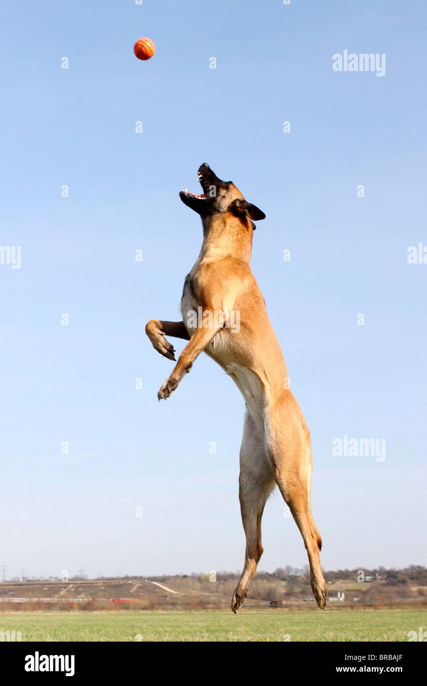 dog jumping for ball