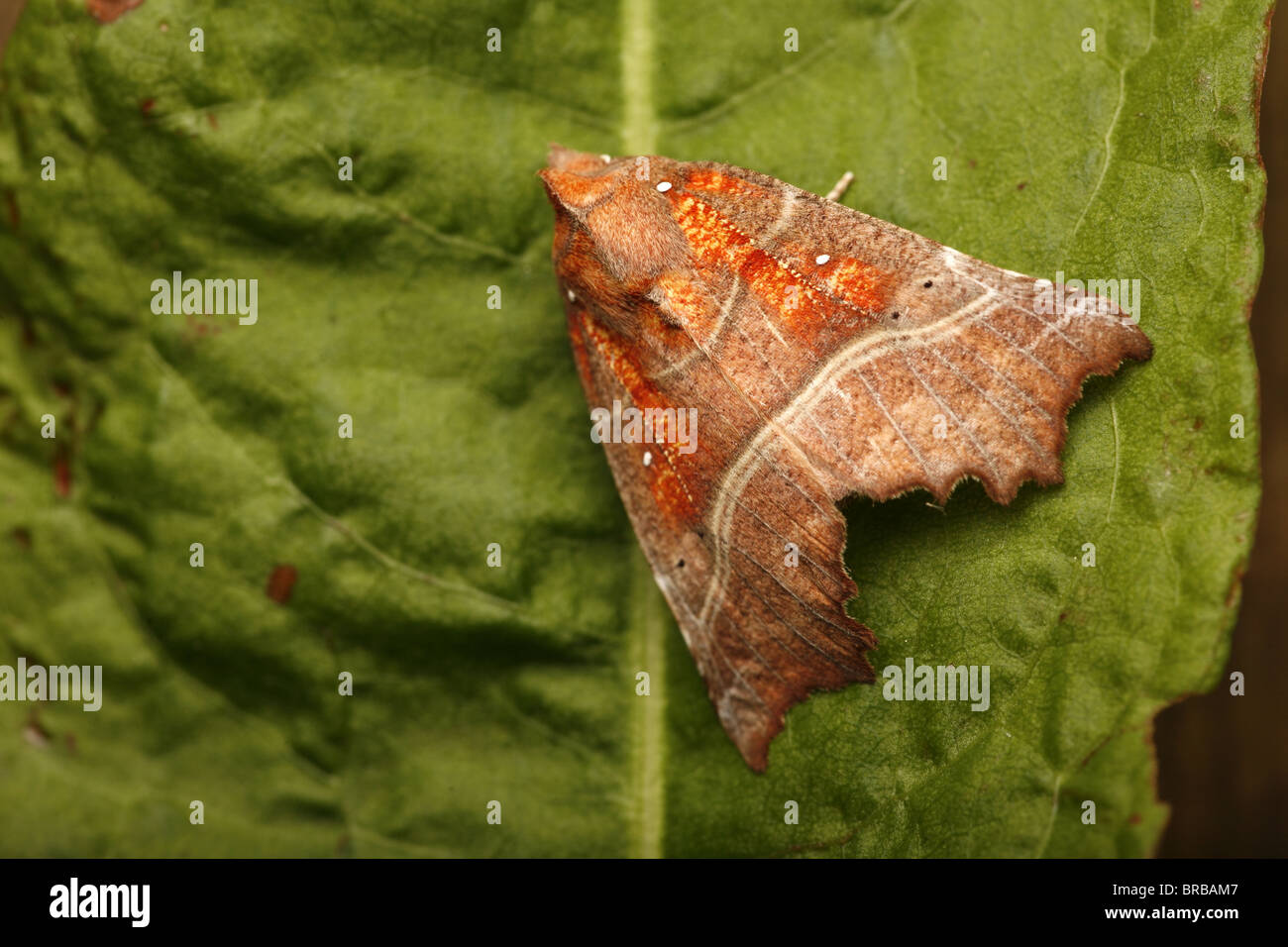 Spring herald hires stock photography and images Alamy