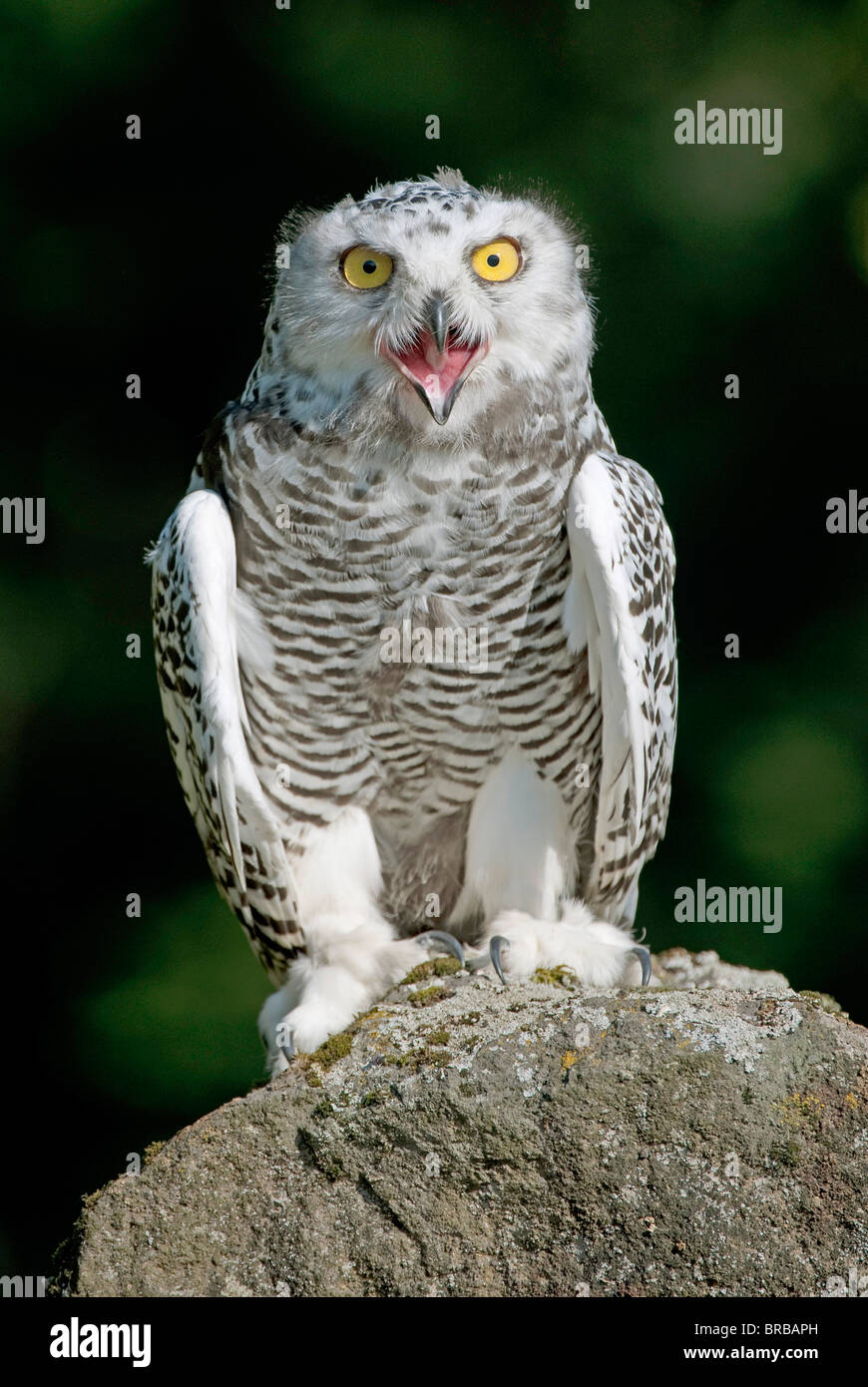 Snowy owl / Bubo scandiacus Stock Photo - Alamy
