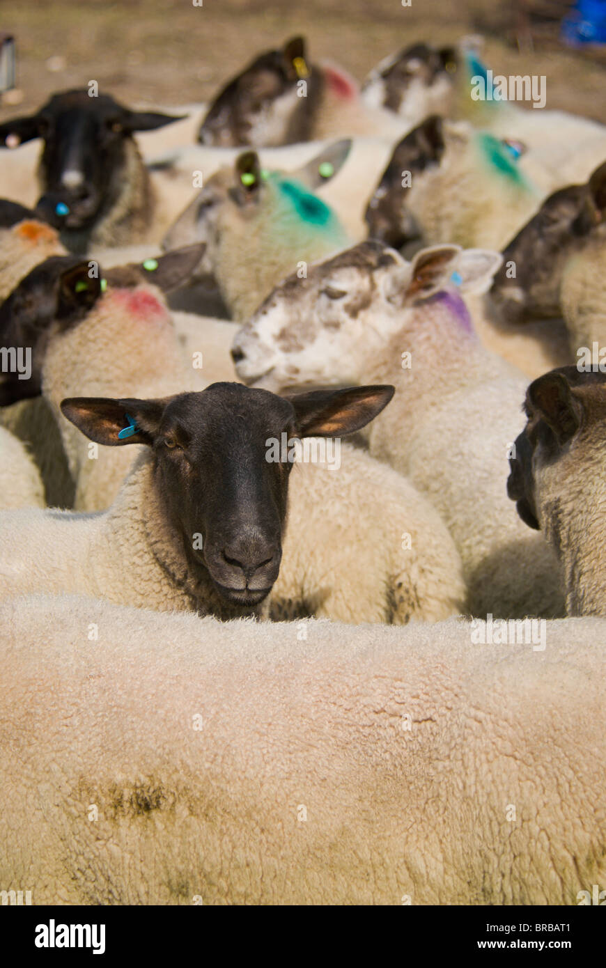 Sheep in pen Stock Photo