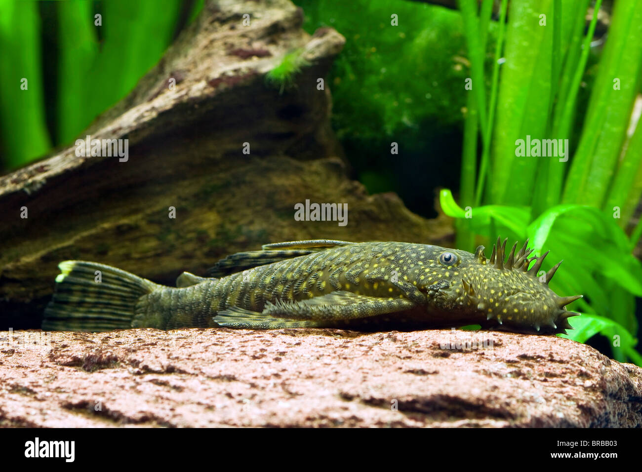 Bushynose Catfish (Ancistrus sp.) in an aquarium Stock Photo