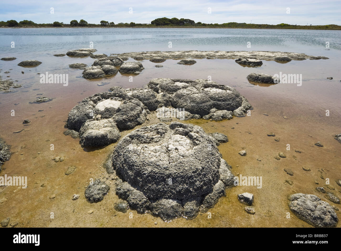 Stromatolites, Lake Thetis, Cervantes, Dandaragan Shire, Western Australia, Australia Stock Photo