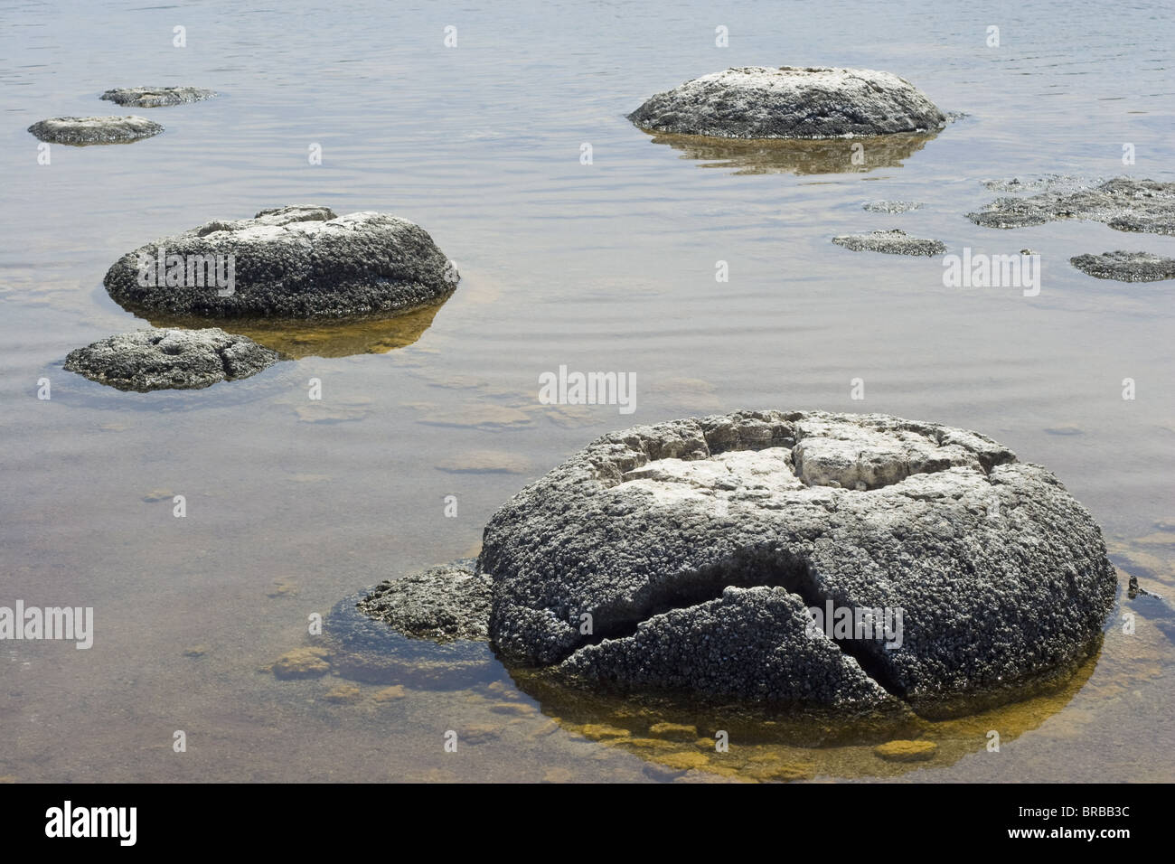Stromatolites, Lake Thetis, Cervantes, Dandaragan Shire, Western Australia, Australia Stock Photo
