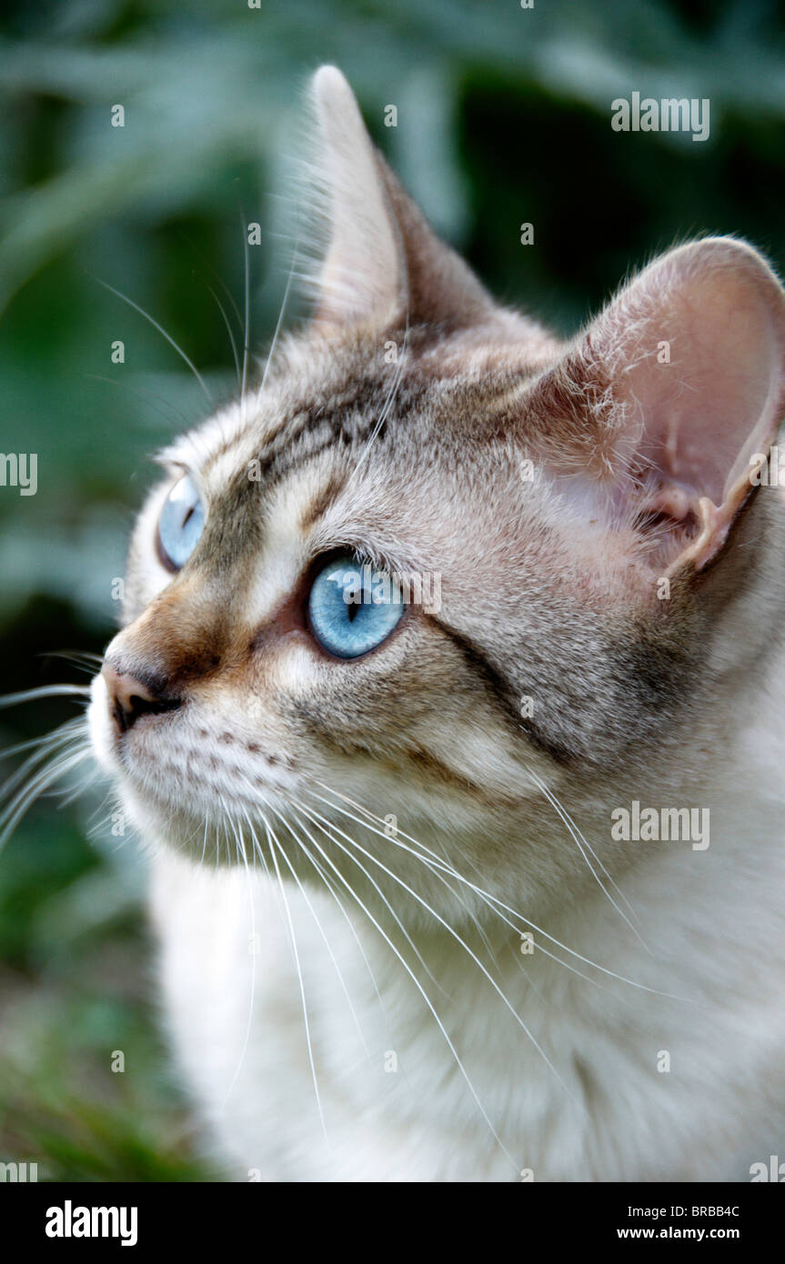 A Bengal cat outside in the garden Stock Photo Alamy