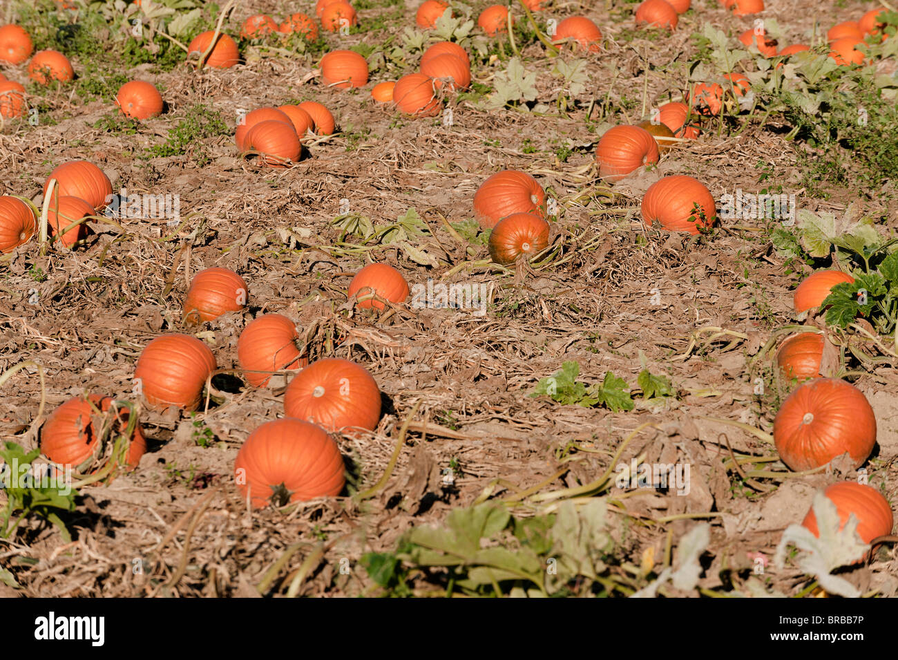 pumpkins in a field Stock Photo - Alamy