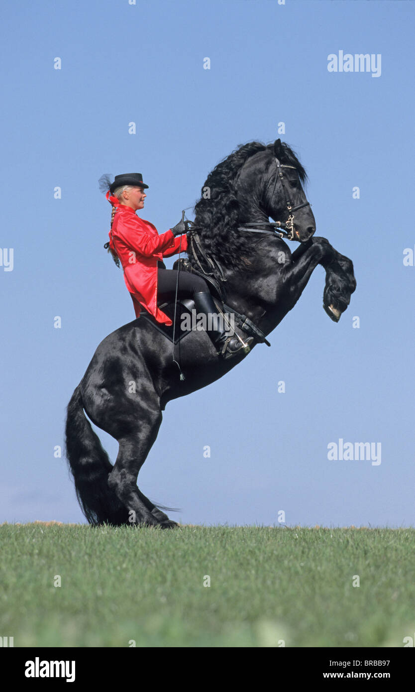 Friesian Horse (Equus caballus). Stallion with rider performing the pesade. Stock Photo