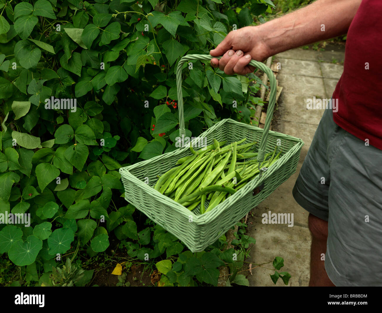 Runner beans hires stock photography and images Alamy