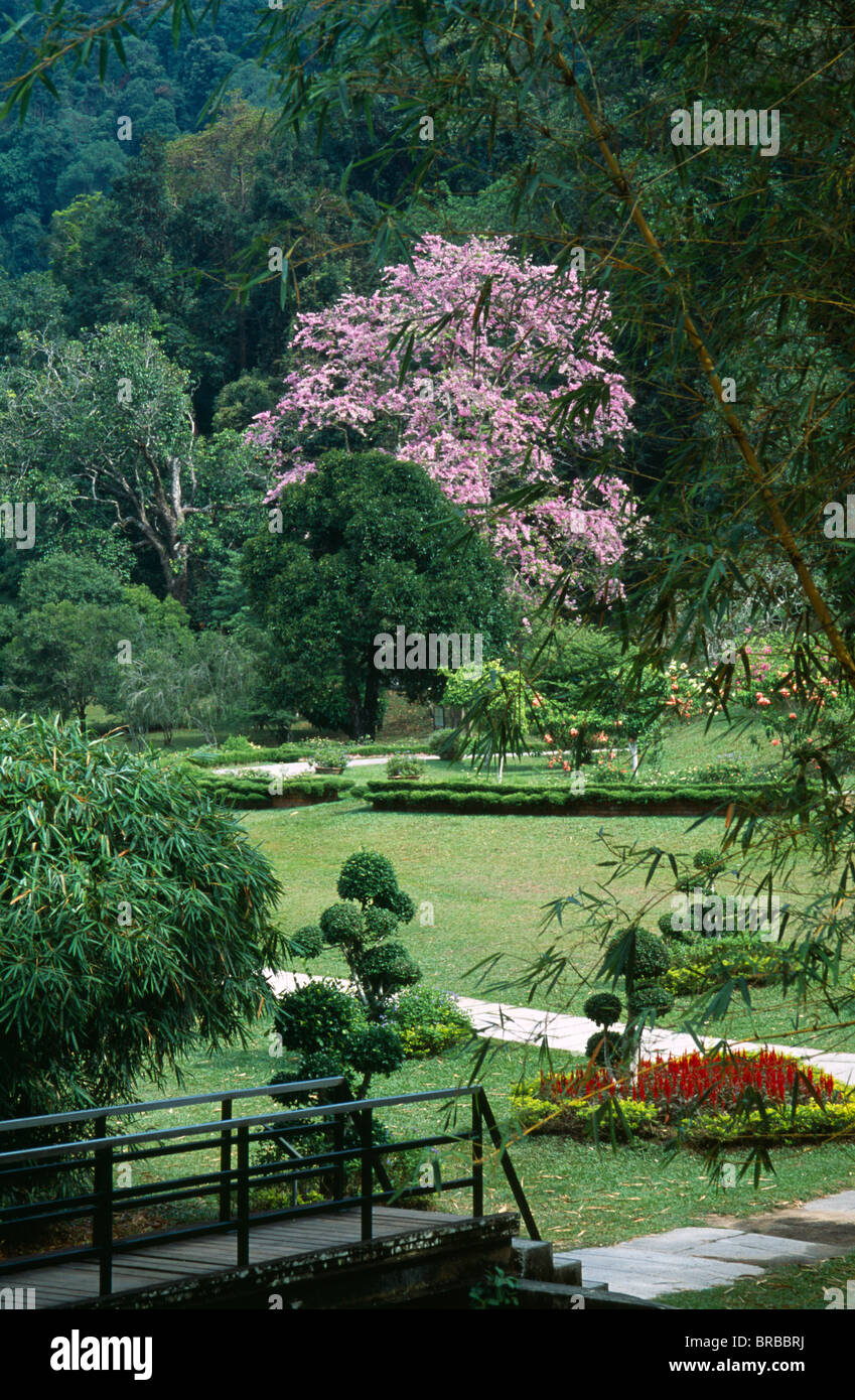 Malaysia Penang Georgetown Botanic Gardens With A Queen Of Flowers Tree Lagerstroemia Loudonii In Flower In The Distance Stock Photo