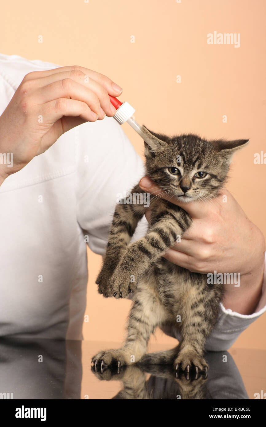 tabby kitten getting ear drops Stock Photo Alamy