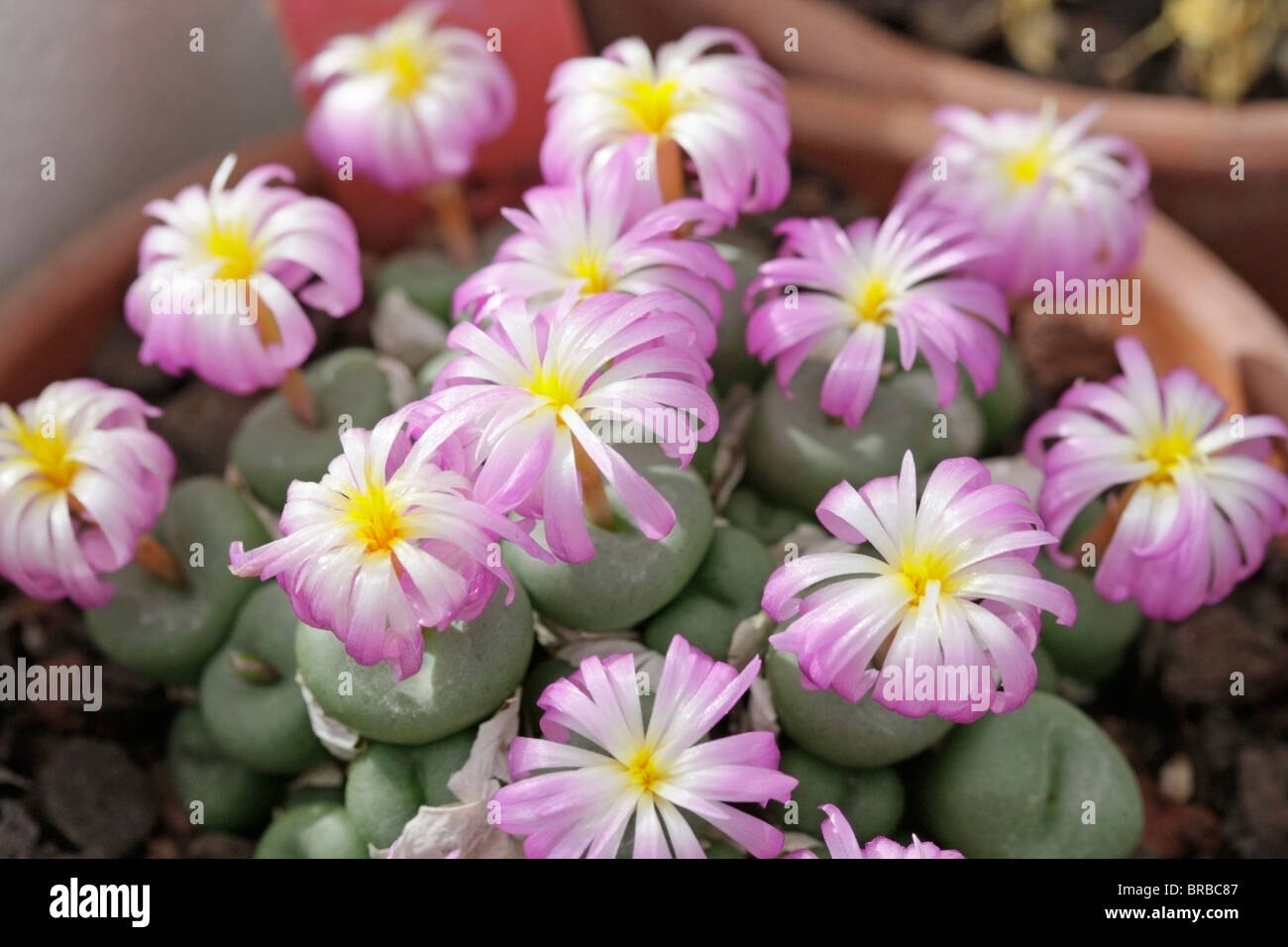 Flowering stone. Conophytum minutum. Stock Photo